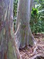 h hana rainbow trees